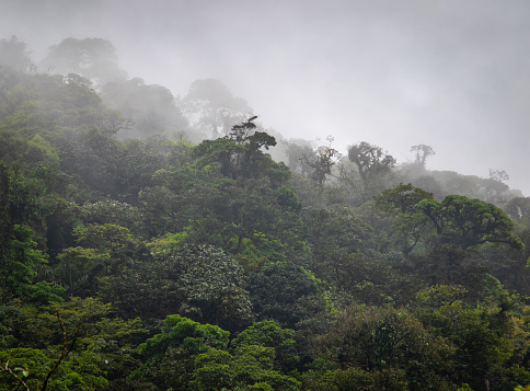 Clouds roll over the green hills of the rainforest