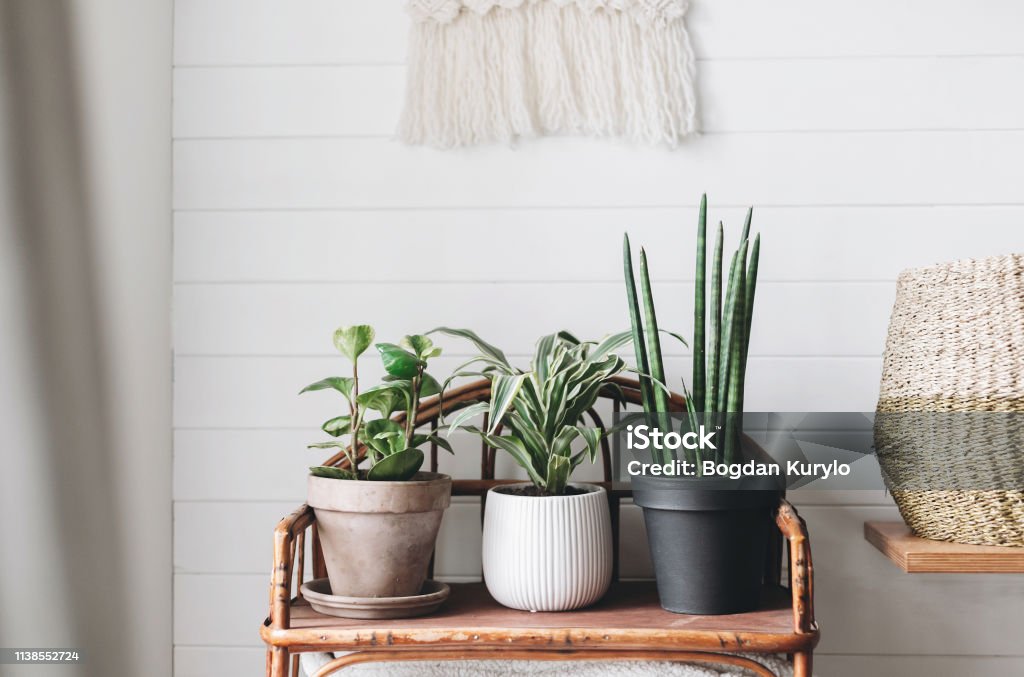 Stylish green plants in pots on wooden vintage stand on background of white rustic wall with embroidery hanging. Peperomia, sansevieria, dracaena plants, modern room decor, boho bedroom Boho Stock Photo