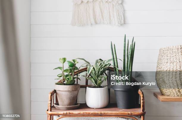 Stylish Green Plants In Pots On Wooden Vintage Stand On Background Of White Rustic Wall With Embroidery Hanging Peperomia Sansevieria Dracaena Plants Modern Room Decor Boho Bedroom Stock Photo - Download Image Now