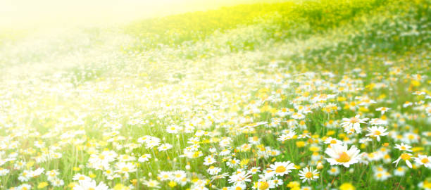 istock Meadow with a flower of camomiles 1138553857
