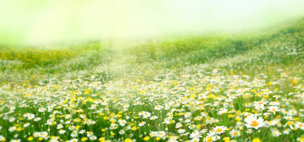 istock Meadow with a flower of camomiles 1138553870