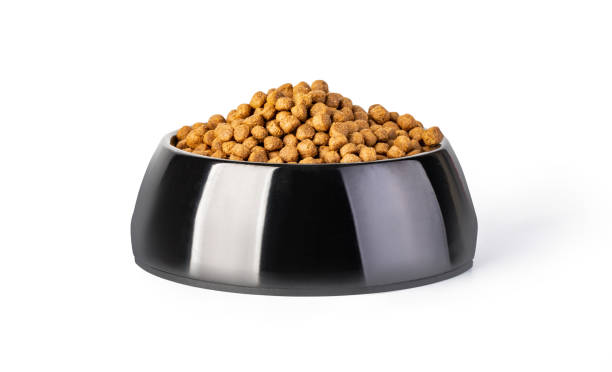 istock plastic bowl full with dog food isolated on white 1138553883