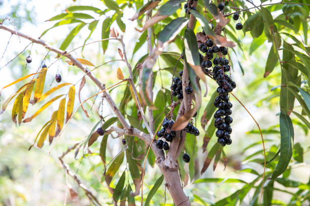 istock Luna Nut (Lepisanthes fruticosa Leenh) Thailand Fruit . Luna Nut (Lepisanthes fruticosa Leenh) in nature condition with Tree background 1138555328