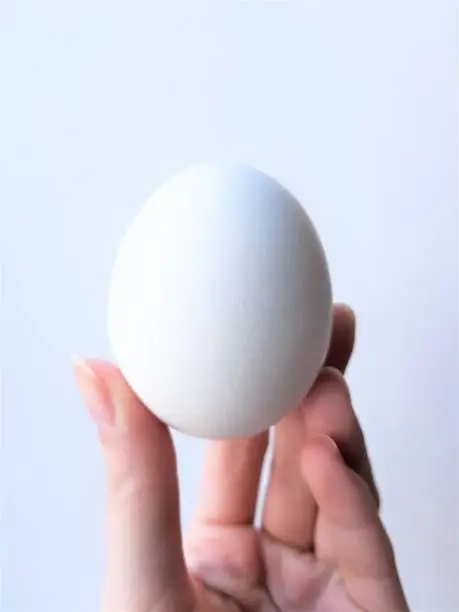 The hand holds a chicken white egg. Close-up