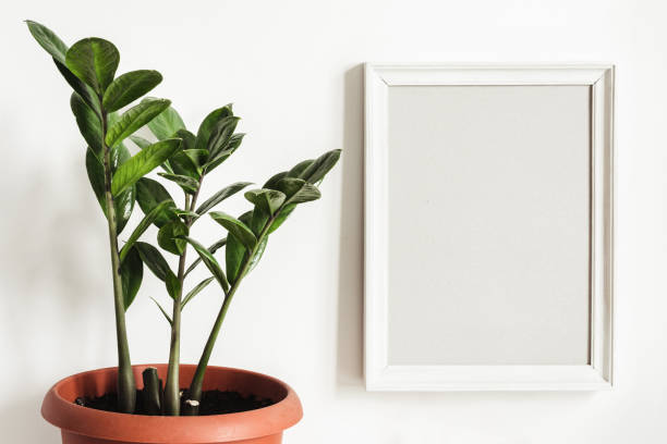 istock White frame Mockup and potted plant Zamioculcas 1138556242
