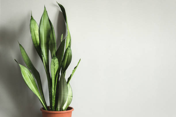 istock potted plant Sansevieria against gray wall Mock up 1138556243
