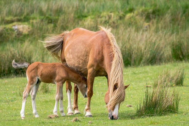 istock A horse and a foal 1138556552