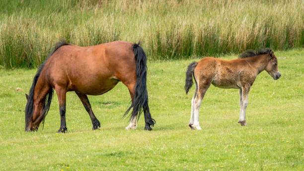 istock A horse and a foal 1138556564
