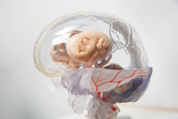 modelo 3d de cerebro humano con médula espinal. - anatomy animal vein blood human artery fotografías e imágenes de stock
