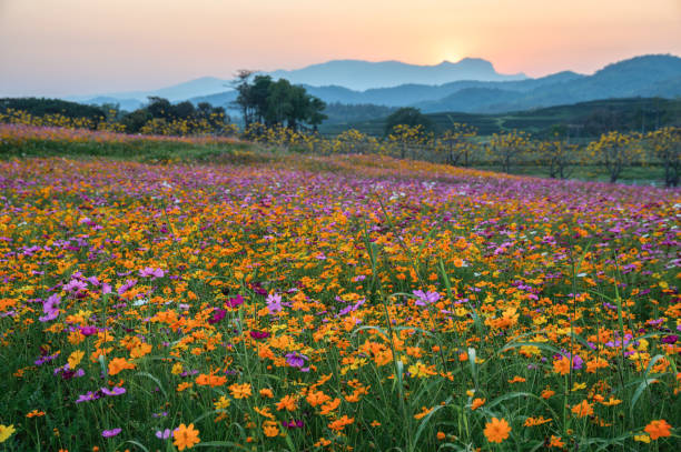 Colorful cosmos flower blooming on hill