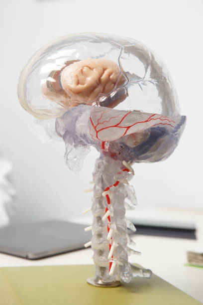 model 3d ludzkiego mózgu z rdzeniem kręgowym. - anatomy animal vein blood human artery zdjęcia i obrazy z banku zdjęć