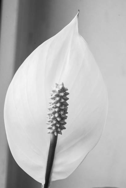 istock Close-up image of beautiful garden flower 1138557552