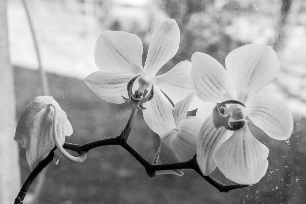 istock Close-up image of beautiful garden flower 1138557573