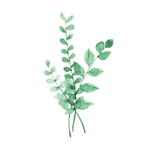 акварель зеленые растения - акварельная живопись иллюстрации stock illustrations
