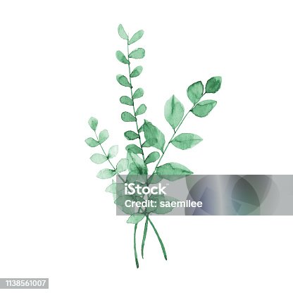 istock Watercolor Green Plants 1138561007