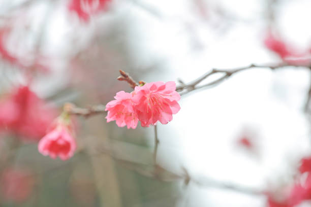 the pink blossom sukura flowers on a spring day