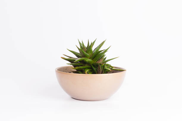 istock Small plant in pot succulents or cactus isolated on white background by front view 1138563088