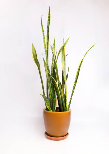 istock Interior decoration, Sansevieria trifasciata or Snake plant isolate on white background 1138563091
