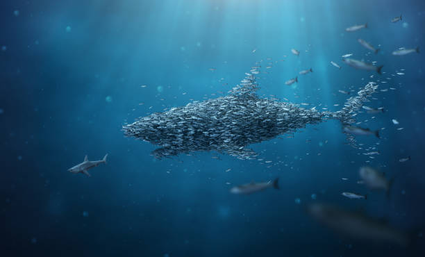 School of fish stronger together teamwork Stronger together concept image of underwater scene with smaller fish forming and taking shape of bigger shark chasing away a shark. sharks in water stock pictures, royalty-free photos & images