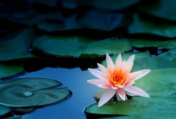 istock pink lotus flower in pond 1138565532
