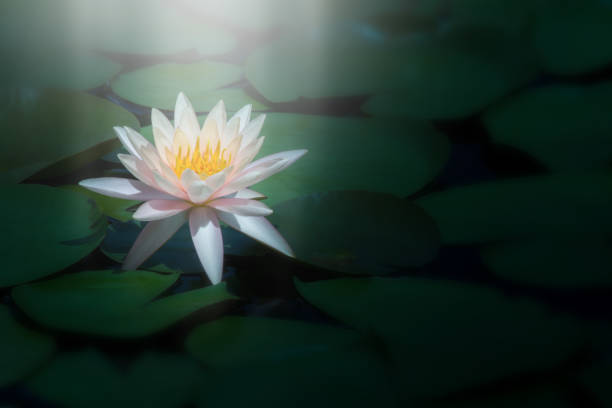 istock Lotus flower in pond 1138565581