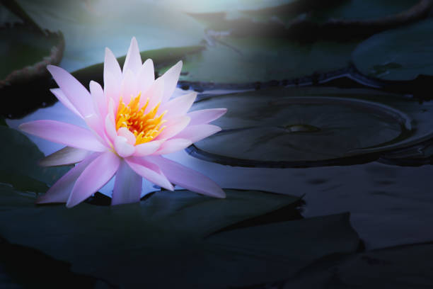 istock Lotus flower in pond 1138565602