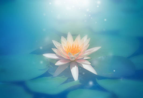 istock pink lotus flower in pond 1138565615
