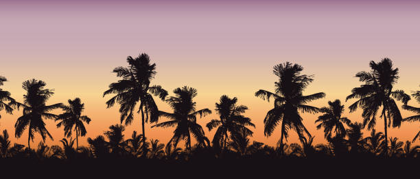 illustrazioni stock, clip art, cartoni animati e icone di tendenza di silhouette realistica di cime degli alberi, palme nel paesaggio tropicale, con cielo mattutino arancione-rosa e con spazio per il testo - vettore - scenics silhouette beach sun