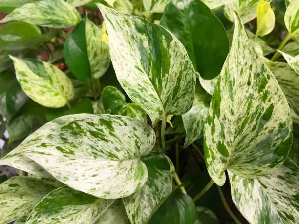 Photo of The Golden pothos were planted in a potted plant, this is the detail of green leaf of garden tree