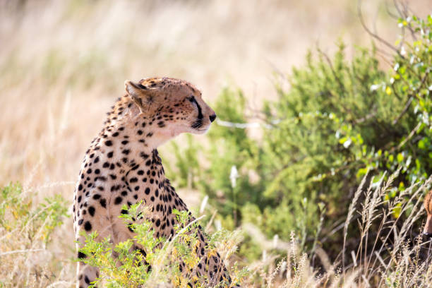istock A cheetah in the grass landscape between the bushes 1138568255