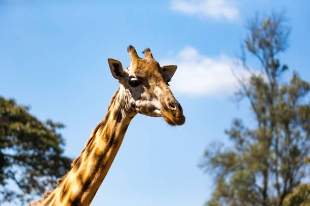 istock A close-up of a giraffe's head 1138569924
