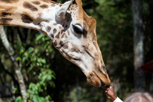 istock A close-up of a giraffe's head 1138570576