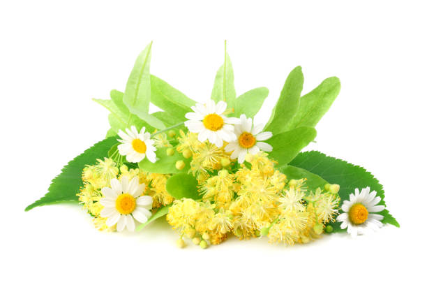 istock Linden flowers with chamomile isolated on a white background 1138571607