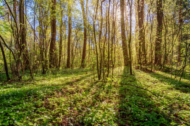 istock Sushine at spring pine forest with trees and grass. 1138572938