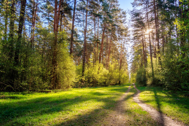 istock Sushine at spring pine forest with footpath and grass. 1138572967