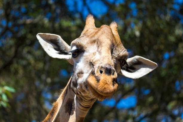 istock A close-up of a giraffe's head 1138573202