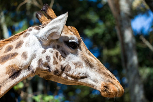 istock A close-up of a giraffe's head 1138573847