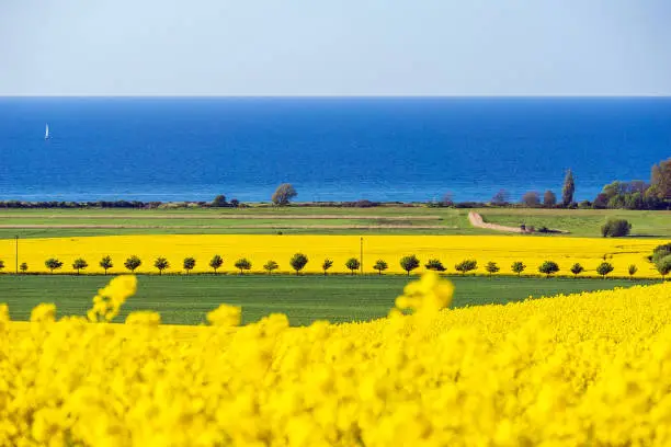 View to the Baltic Sea with canola field.