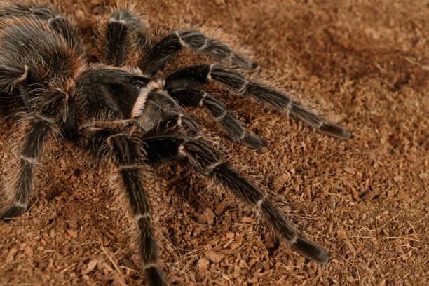 Closeup female of spider tarantula  (Lasiodora parahybana) Closeup female of Spider Tarantula  (Lasiodora parahybana). These spiders considered to be the third largest tarantula in the world. Females can live up to 25 years. arachnology stock pictures, royalty-free photos & images