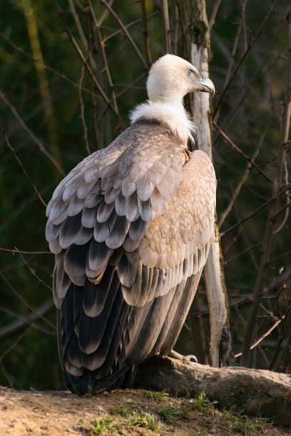 istock Griffon vulture, gyps fulvus in zoo 1138574445