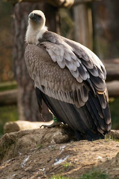 istock Griffon vulture, gyps fulvus in zoo 1138574446