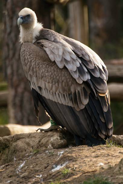 istock Griffon vulture, gyps fulvus in zoo 1138574539