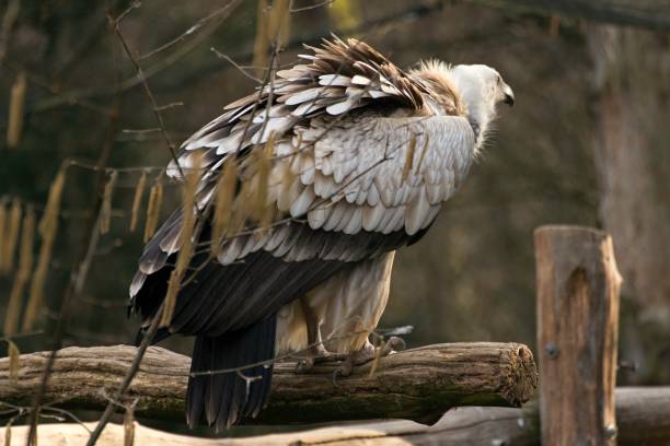 istock Griffon vulture, gyps fulvus in zoo 1138575215