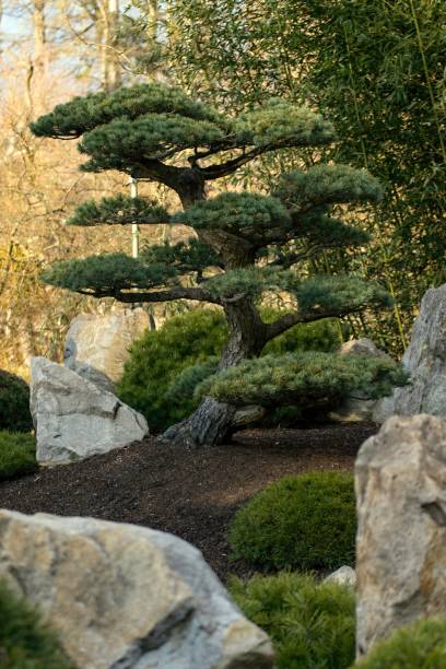 istock Japanese garden with beautiful trees 1138575389