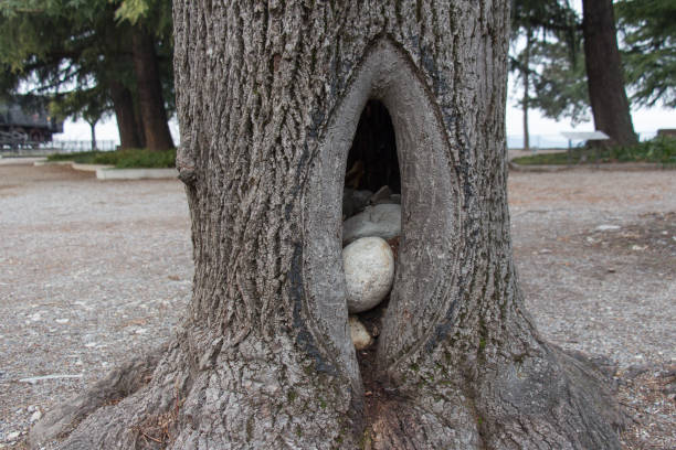 piedras dentro de un hueco en un árbol. - tree hole bark brown fotografías e imágenes de stock