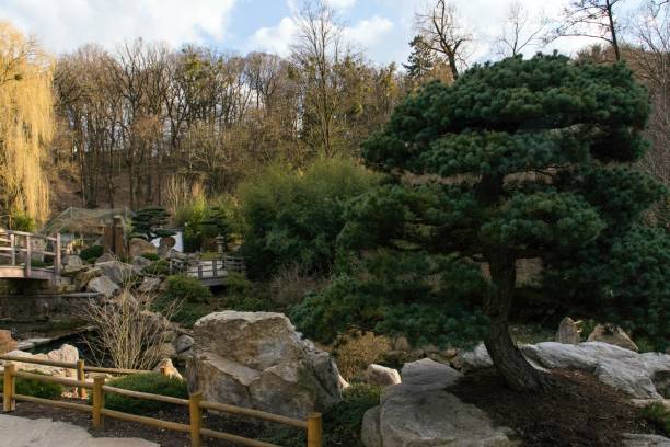 istock Japanese garden with beautiful trees 1138575512