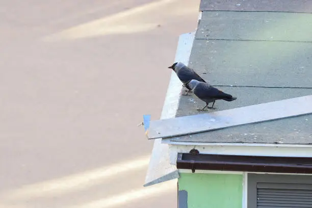Two jackdaws sit on the roof and watch on a summer day