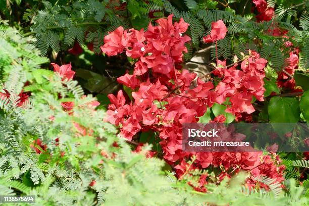 Imagen De Flores De Buganvitas Rojas Tropicales Brácteas De Cerca Creciendo  En El Parque Del Jardín