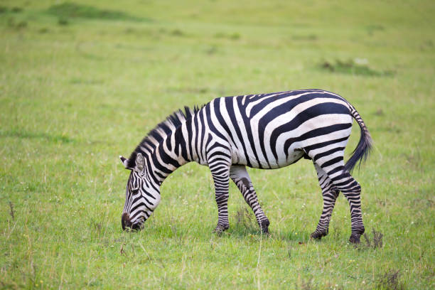 istock Zebras run and graze in the savannah 1138575723