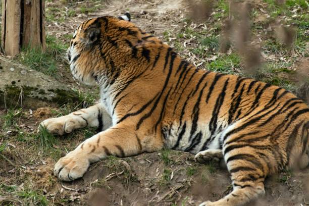 istock Siberian Tiger Panthera tigris altaica 1138575759